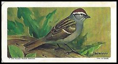 45 Chipping Sparrow